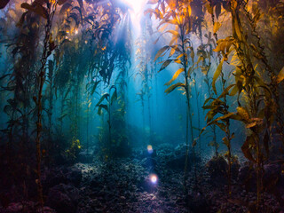 kelp forest in the channel islands
