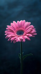 Poster - Pink gerbera daisy flower in dark moody