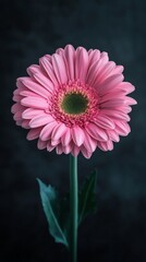 Wall Mural - Close-up of a pink gerbera daisy