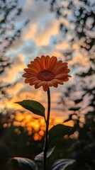 Canvas Print - Orange flower at sunset with blurred background