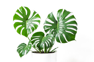 Poster - Monstera Deliciosa Plant in White Pot with White Background