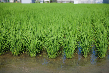 Paddy field after rice planting, summer scenery