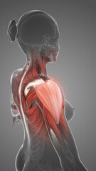 Wall Mural - Pain and injury to the shoulder muscles