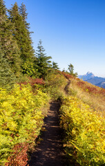 Wall Mural - Canadian Landscape with Fall Colors during sunny day. Elk Mountain, Chilliwack, East of Vancouver, British Columbia, Canada. Nature Background.