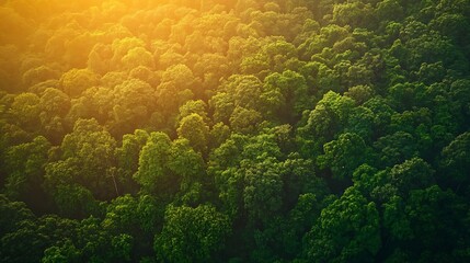 Aufkleber - Aerial top view forest tree Rainforest ecosystem and healthy environment concept background Texture of green tree forest view from above Beautiful sunrise over the mountains of western : Generative AI
