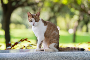 Wall Mural - Outdoors, cat sitting on the ground