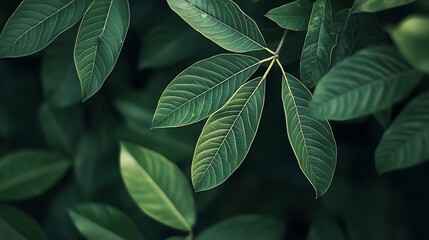 Poster - Detailed photo of the green leaf of the tree : Generative AI