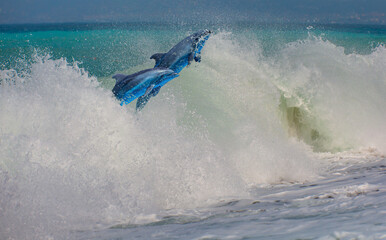 Poster - Group of dolphins jumping on the power sea wave - Beautiful seascape and blue sky