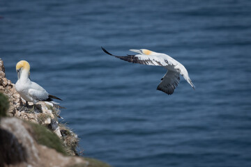 Poster - Captured as it flies in to land on the cliff top is a northern gannet. The are two gannets already on the rocks.