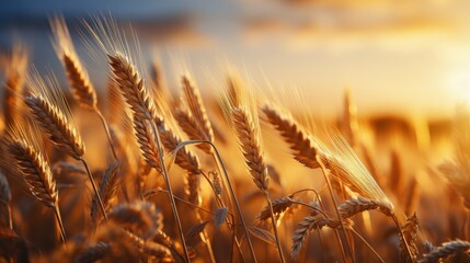 Canvas Print - Golden Wheat Field at Sunset