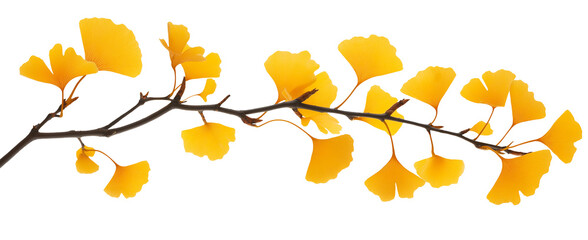 yellow autumn gingko leaves on a tree branch natural fall plant isolated on white background.