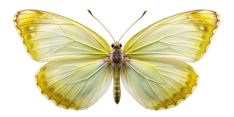 A close-up of a sitting Brimstone butterfly with its delicate, pale green wings fully extended. The detailed texture of the wings and the butterfly's symmetry are highlighted against a white backgroun