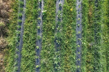 Rows of crops growing on farmland with black weed barrier aerial view