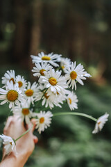 Wall Mural - Wild flowers in wild forest