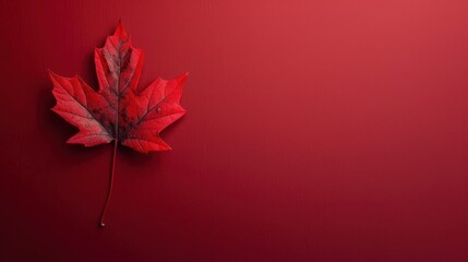 Poster - Single red maple leaf on a red background.