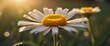 © Ta Sher - Marguerite flower at sunrise in golden sun rays close-up macro with soft focus Dew in the grass sparkles in the sun, background with beautiful bokeh circles A bright artistic image.