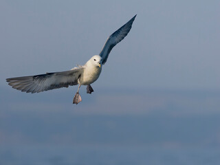 Poster - Fulmar, Fulmarus glacialis