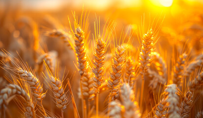 Wall Mural - A field of golden wheat is in full bloom, with the sun shining brightly on the crop.