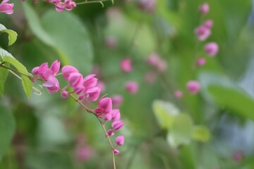 Wall Mural - Pink Bush is a flowering plant of the family Polygonaceae, a pink clematis plant native to Mexico. Classified as a fast growing ivy plant The leaves are heart-shaped or triangular. Flower bouquet