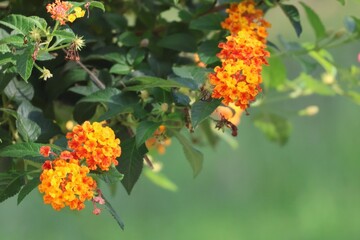 Poster - orange flowers in the garden