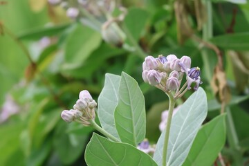 Wall Mural - Thistle Calotropis gigantea A large herbaceous plant also called Kapok Duri. Calotropis gigantea flowers are purple