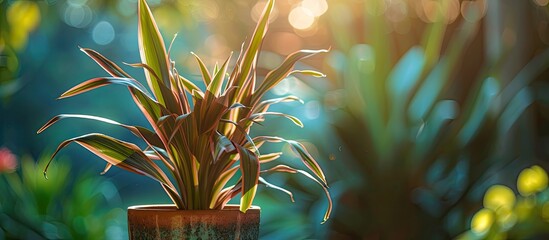 Poster - Phormium commonly known as New Zealand flax thrives in a potted environment with copy space image potential