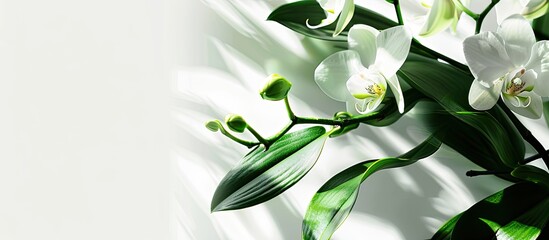 Aufkleber - Fresh orchid leaves against a white backdrop in a copy space image