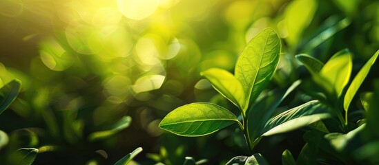 Fototapete - Green leaf in garden with sunlight creating a scenic nature view perfect for a fresh wallpaper concept with copy space image amidst natural green plants