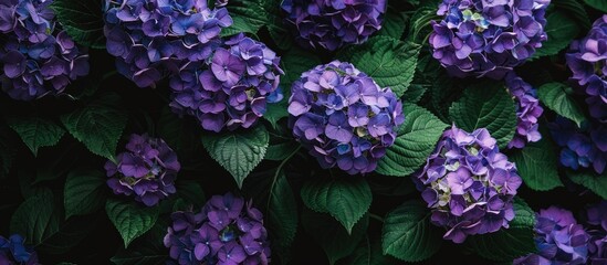 Poster - Lush green foliage surrounds vibrant purple hydrangeas in full bloom set against a serene backdrop with ample copy space for images