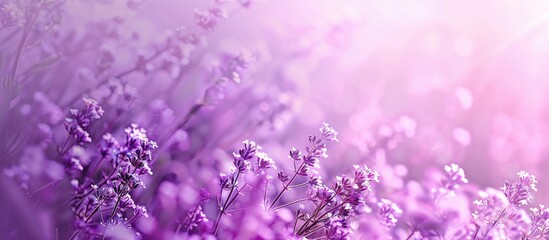 Fototapete - background in a shade of purple suitable for incorporating text or images providing ample space for 