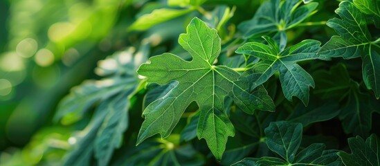 Wall Mural - Nature view of a papaya leaf against a green garden backdrop with copy space image for a fresh wallpaper concept