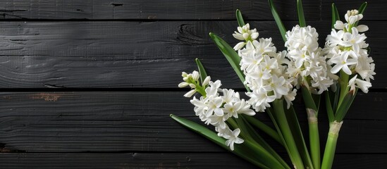 Poster - Hyacinth flowers in a white color against a black wooden table with space for text or images. Creative banner. Copyspace image