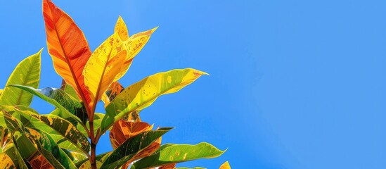 Poster - Yellow croton plant Codiaeum variegatum set against a backdrop of a clear blue sky providing ample copy space for text