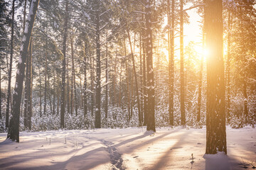 Sunset or sunrise in the winter pine forest covered with a snow. Sunbeams shining through the pine trunks. Vintage film aesthetic.