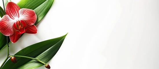 Aufkleber - Fresh orchid leaves against a white backdrop in a copy space image