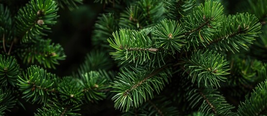 Canvas Print - Pine tree in the background with ample copy space image