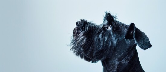 Poster - Giant Schnauzer dog in closeup view against white backdrop gazing upward with copy space image