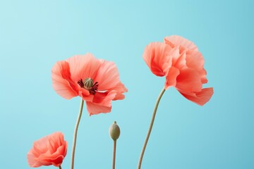 Poster - flowers