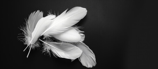 Aufkleber - White feathers grouped together against a black background for a copy space image