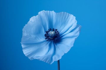 Poster - blue flower