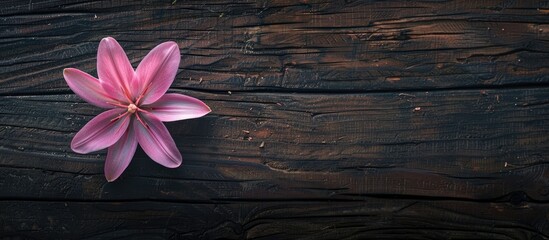 Aufkleber - Pink Rain lily flower on aged wooden surface ideal for spa decor theme featuring a dark rustic ambiance and ample copy space image
