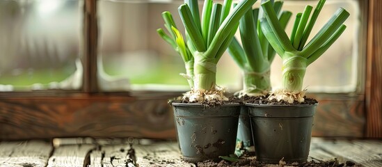 Poster - three regrown leeks in a bucket with garden soil displayed on a wooden background with out of focus 