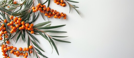 Aufkleber - Sea buckthorn on a white background with copy space image