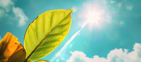Poster - Stunning flower leaf against a bright sky with sun rays suitable for use as a copy space image