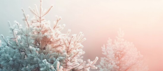 Poster - A pine tree is caught in soft pink white sunlight with a faded tone creating a serene atmosphere in the copy space image