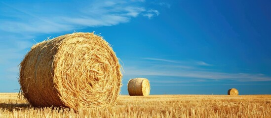 Canvas Print - Field with hay bales set against a backdrop of clear blue sky offering ample copy space image