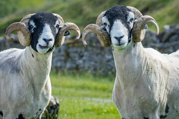 Wall Mural - two fine swaledale rams, male sheep, in summertime, facing camera and chewing grass. swaledale sheep