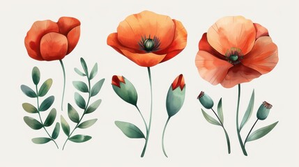 Wall Mural - Bright red poppy flower watercolor art showcases delicate blooms and green buds, perfect for wedding and greeting card designs.