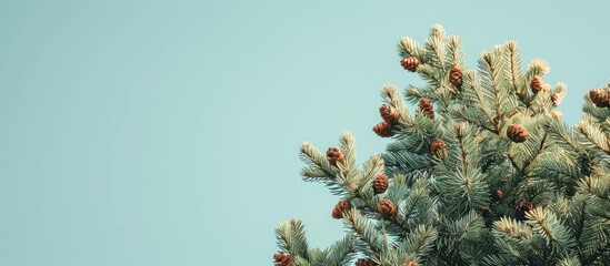 Poster - A spruce tree with cones set against a clear light blue sky provides a picturesque setting with copy space image