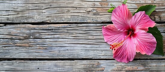 Poster - Empty wooden background texture with a pink hibiscus flower surrounding it creating a serene copy space image